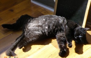 Мой любимый черный кот